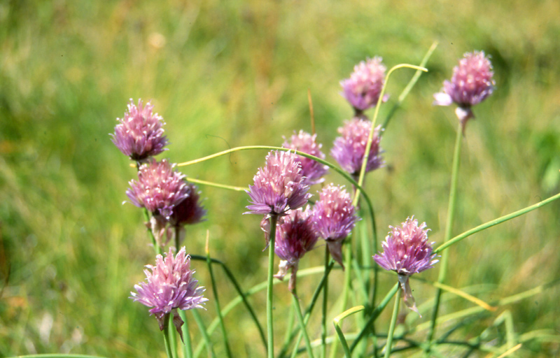 che aglio ? Allium schoenoprasum